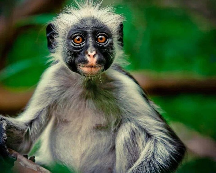 A monkey with white and grey fur, large orange eyes, and a dark face. 1