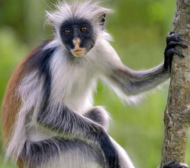 A monkey with white and brown fur, sitting on a tree branch. 1