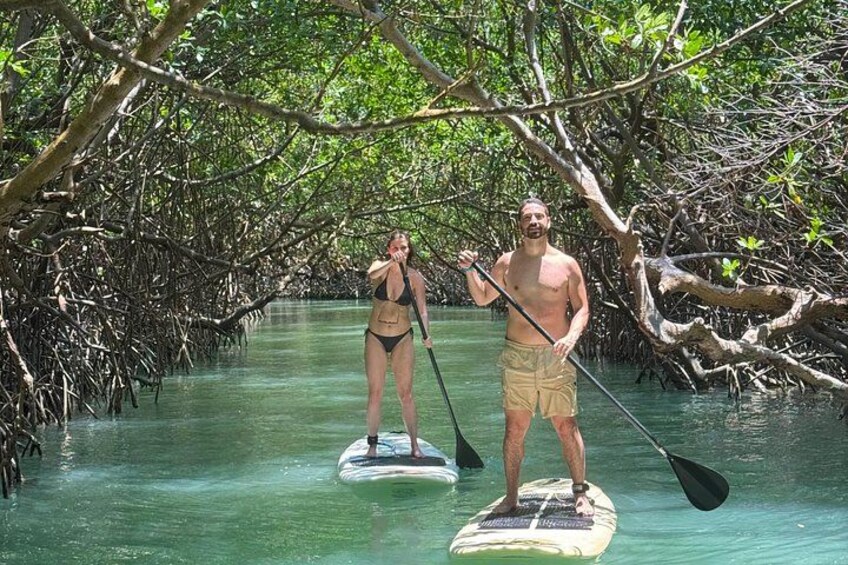 Two people paddleboarding in a mangrove forest. 1