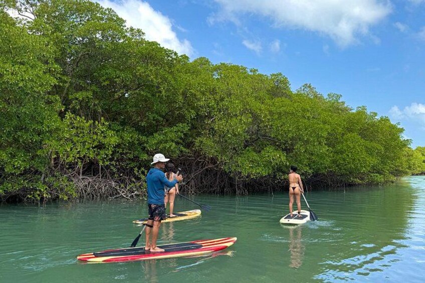 Two people paddleboarding in a mangrove area with dense foliage in the background. 5