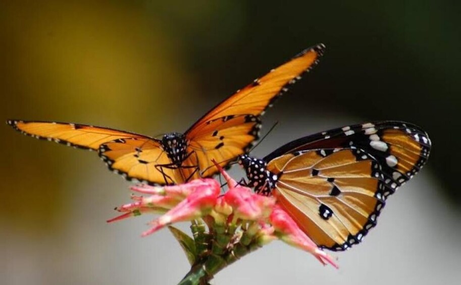 Two butterflies on pink flowers. 2
