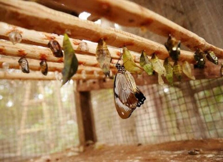 A butterfly chrysalis hanging from a wooden structure. 4