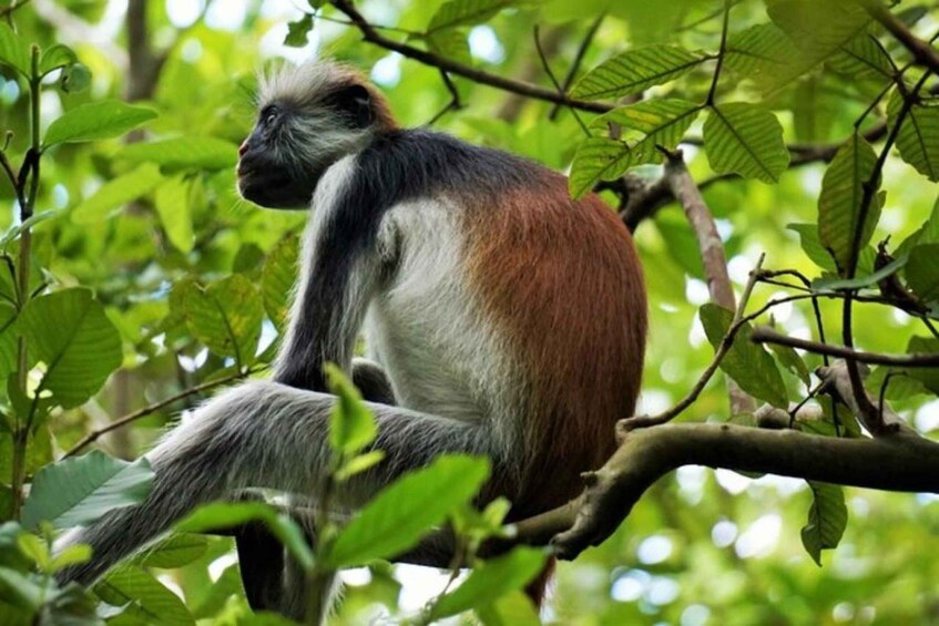 A monkey with grey and black fur sitting on a tree branch surrounded by green leaves. 1