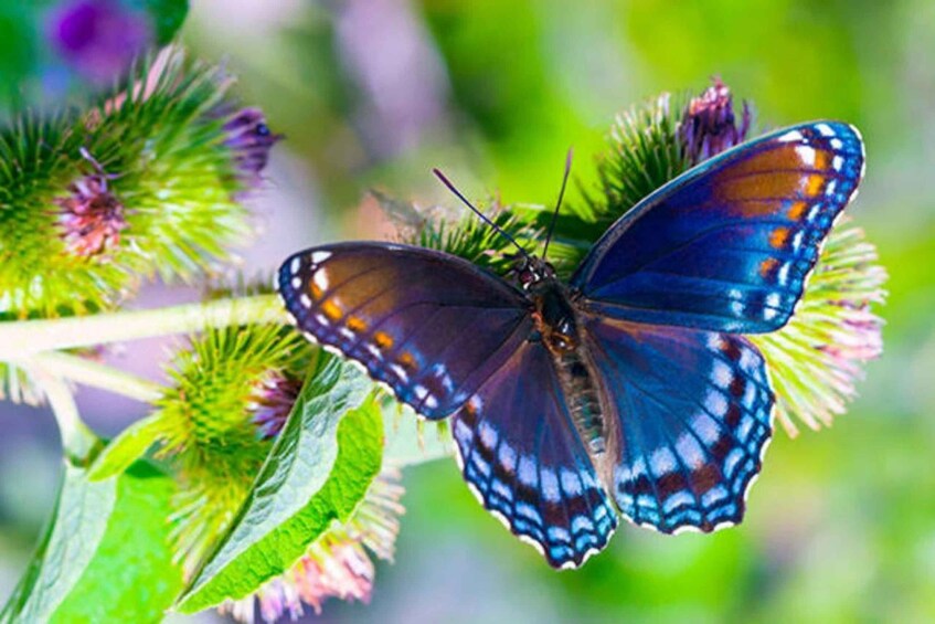 A butterfly on a plant. 3