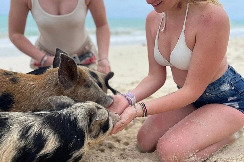 Swim with Pigs and Skis Tour Experience 5