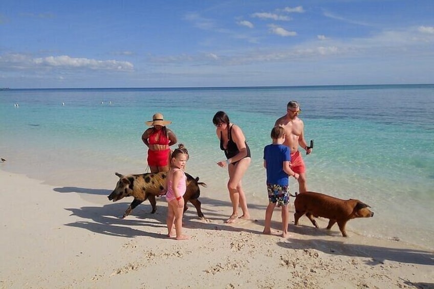 Swim with Pigs and Skis Tour Experience 3