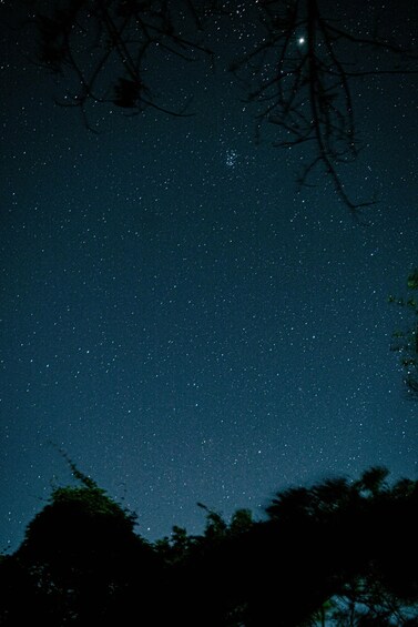 A starry night sky with silhouettes of trees. 3