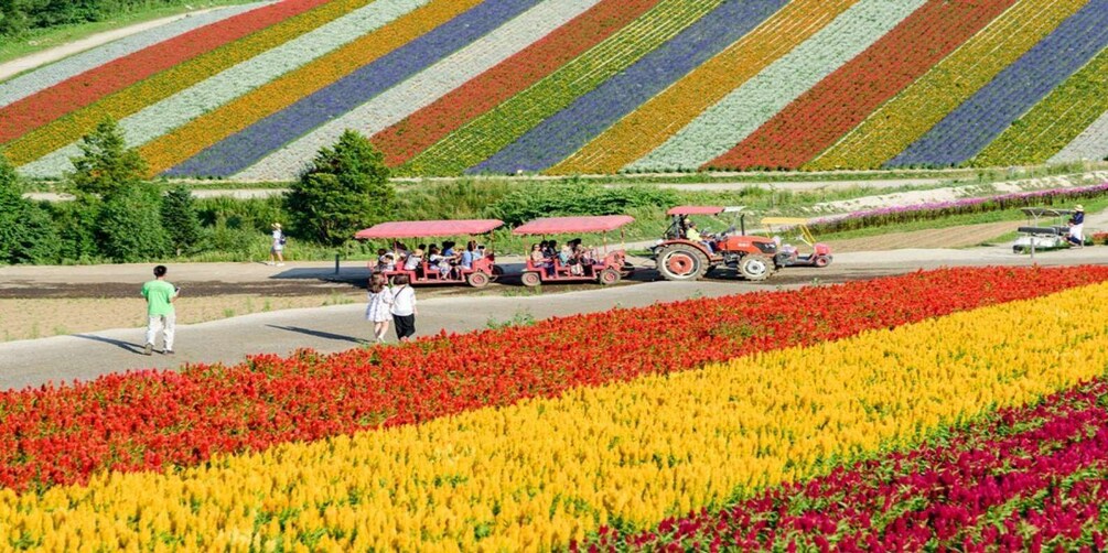 A vibrant flower field with rows of red, yellow, and purple flowers. 5