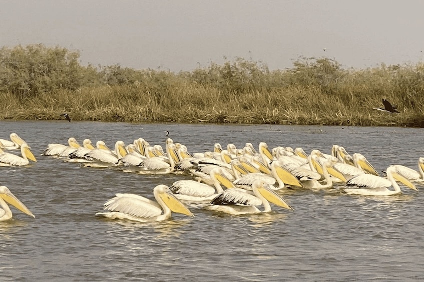 A large group of pelicans swimming in a body of water with a grassy shoreline in the background. 1