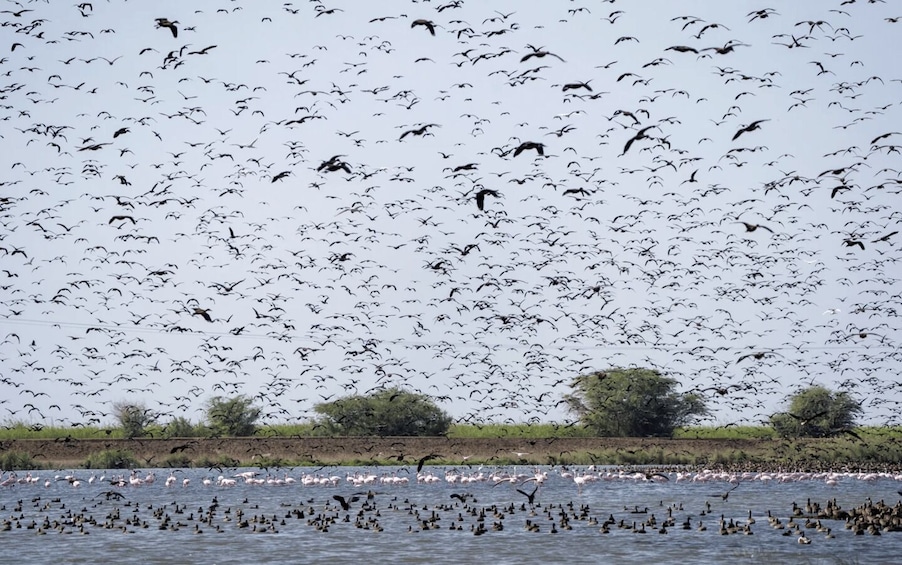 A flock of birds flying over a body of water with trees in the background. 5