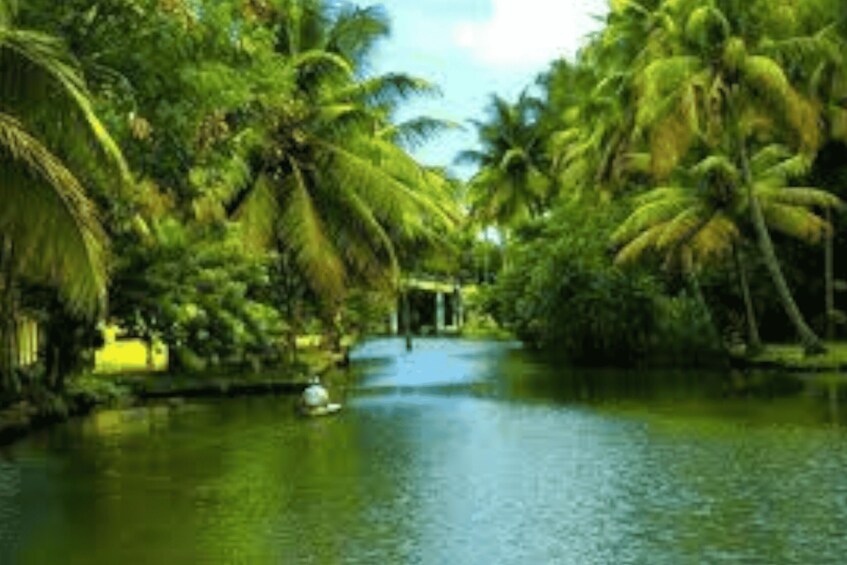 A river flanked by dense palm trees and a small boat. 3