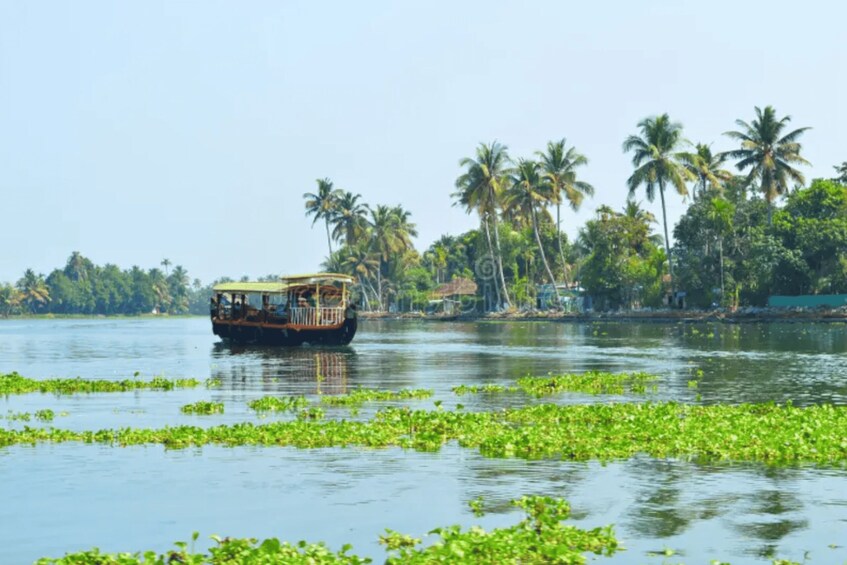 A traditional boat on a calm water body with floating vegetation, surrounded by palm trees and a clear sky. 4