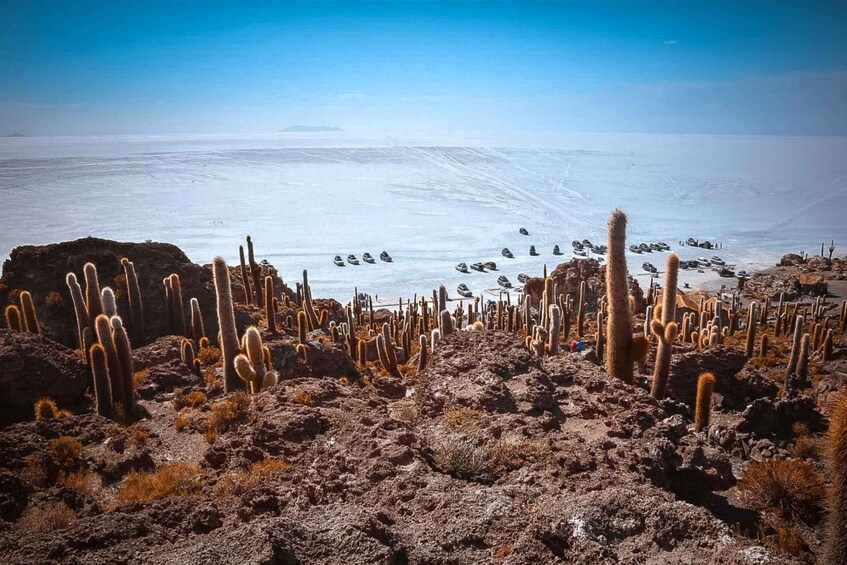 A desert landscape with numerous cacti and a body of water in the background. 1