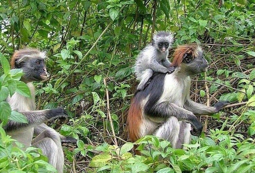 A group of monkeys in a dense green forest. 1
