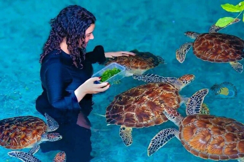 A person feeding sea turtles in a clear blue pool. 3