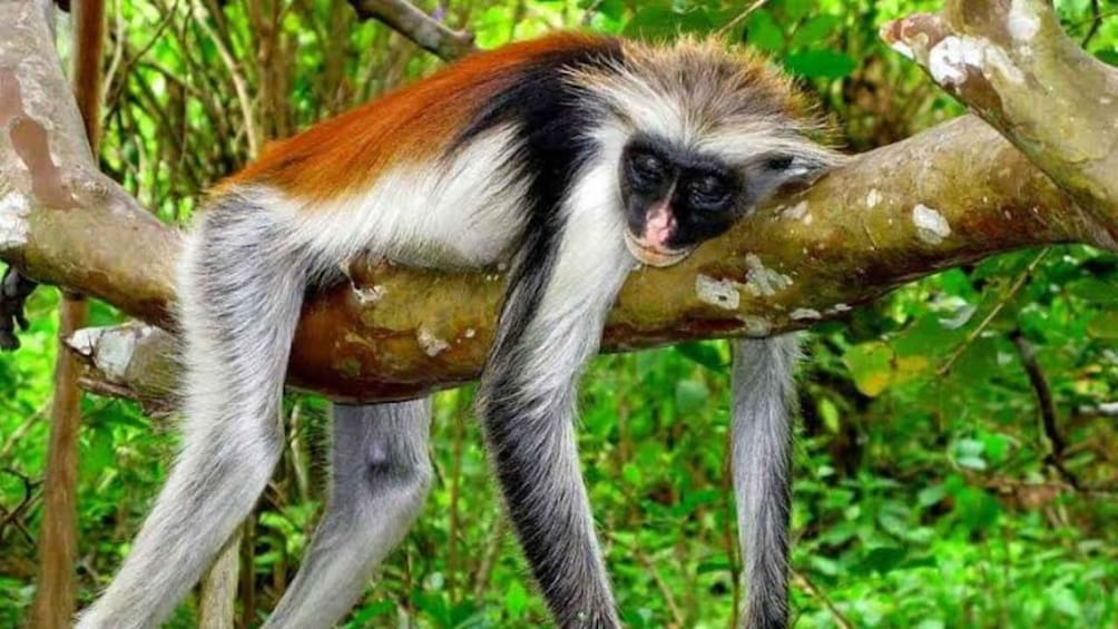 A monkey with white and brown fur clinging to a tree branch in a green forest. 2