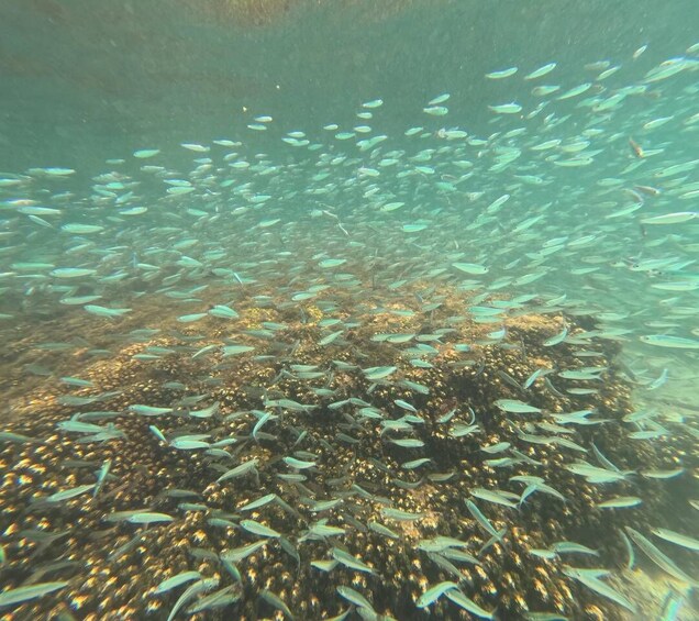 A school of fish swimming over a coral reef. 5