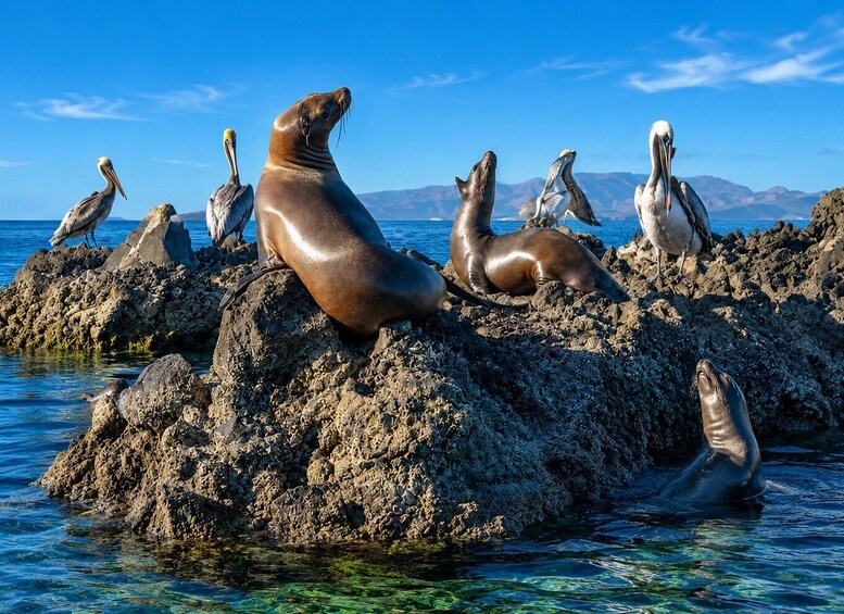 Picture 9 for Activity La Paz: All-Inclusive Tour of Espíritu Santo Island, Balandra, and Sea Lions 5