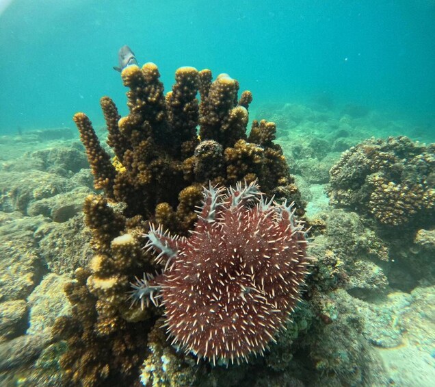A sea anemone with a fish nearby, surrounded by coral. 4