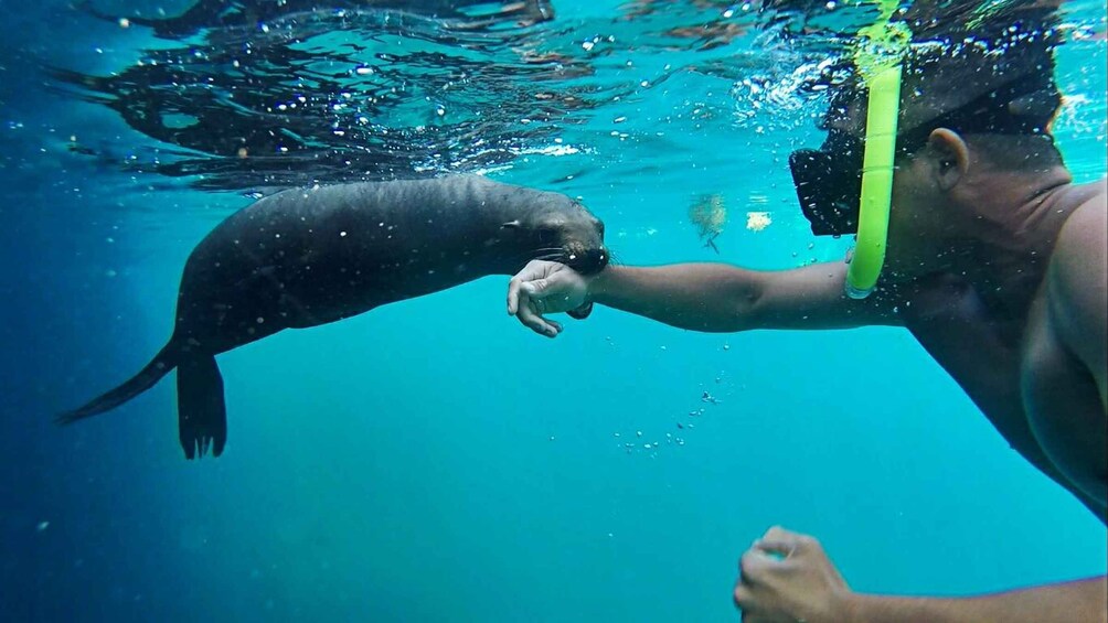 A person underwater with a manatee, holding a green object. 1