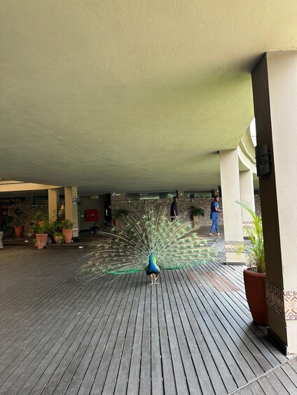 A peacock with an open tail on a wooden deck. 2