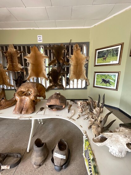 A museum exhibit with various animal skulls and hides on display. 4