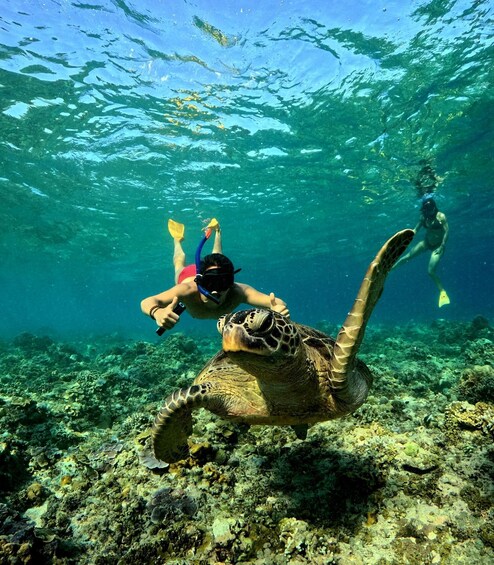Two snorkelers underwater with a sea turtle. 1