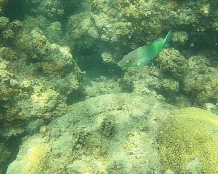 A fish swimming near a coral reef. 5