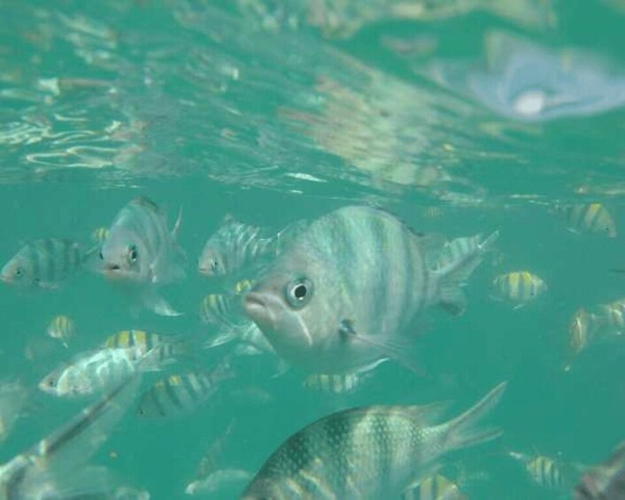 A school of fish swimming in clear water. 2