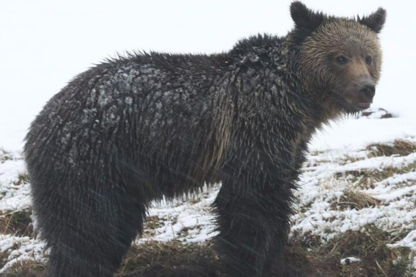 Un ours debout dans un paysage enneigé. 4
