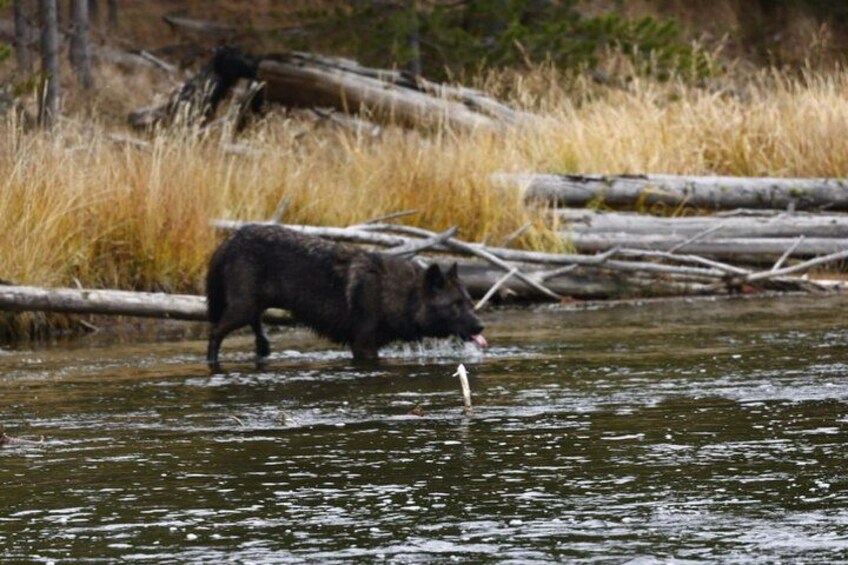 Un oso vadeando un río rodeado de hierba seca y troncos caídos. 3