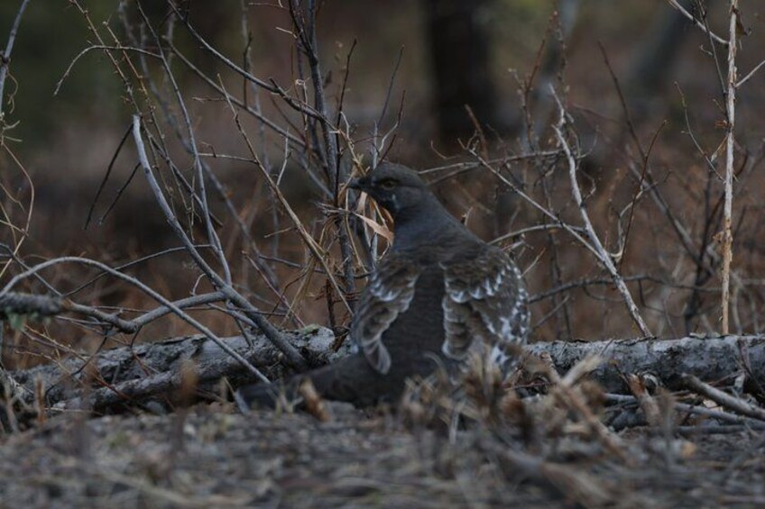 Un oiseau dans une zone boisée, avec des branches nues et un arbre abattu. 5