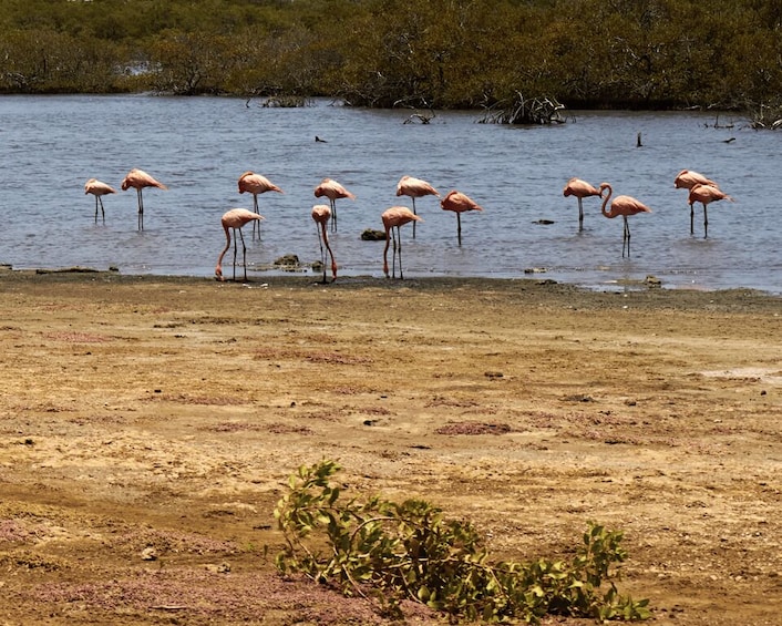 A group of flamingos standing in shallow water near a dry, sandy shore. 3