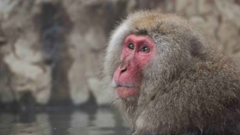 A monkey with reddish face and fur, sitting in water. 3