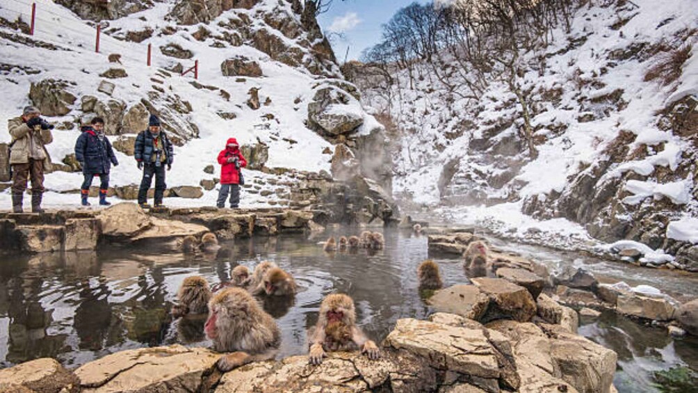 A group of people observing snow monkeys in a natural hot spring setting. 2