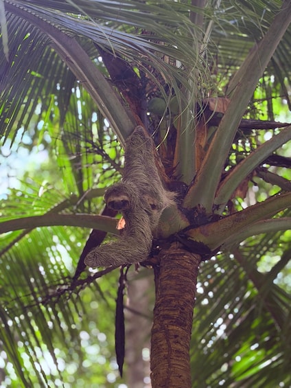 A sloth clinging to a tree branch amidst dense green foliage. 4