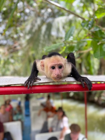 A monkey clinging to a red railing with a blurred background of people and greenery. 2
