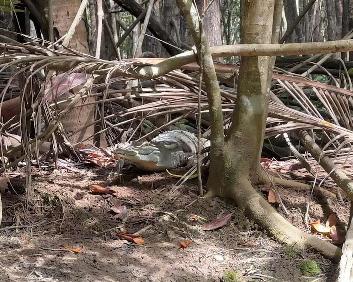 A snake camouflaged among dry leaves and branches in a forested area. 5
