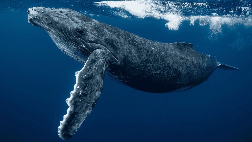 A whale swimming underwater. 3