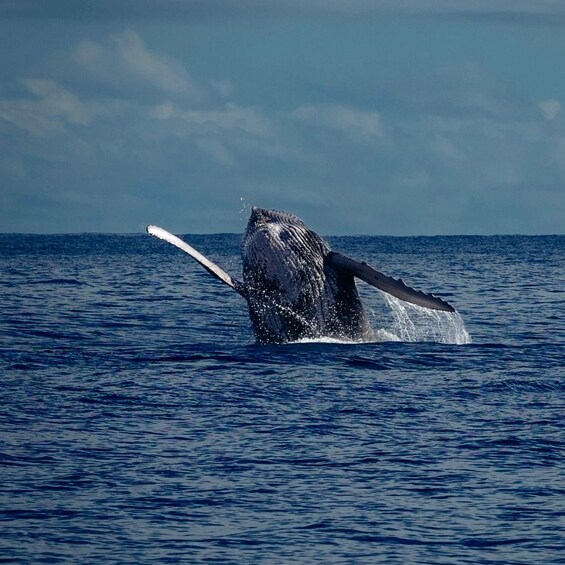 A whale breaching the ocean surface. 1