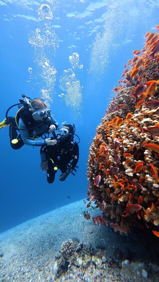 A diver surrounded by vibrant coral and fish. 5