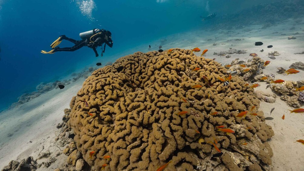 A diver exploring a coral reef with a large coral formation and various fish species. 3