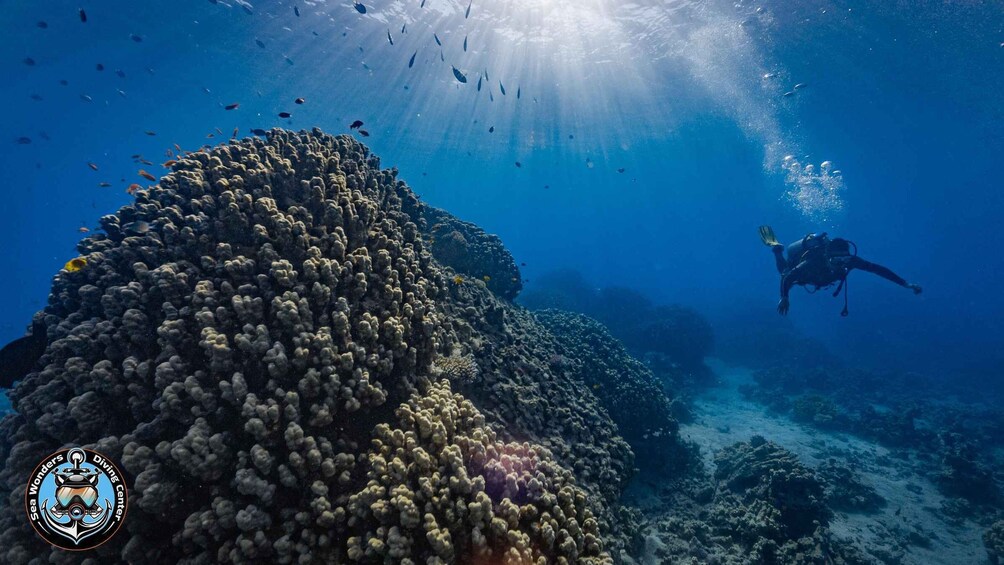 Picture 10 for Activity Aqaba: Guided Red Sea Scuba Diving or Introductory Try-Dive 3