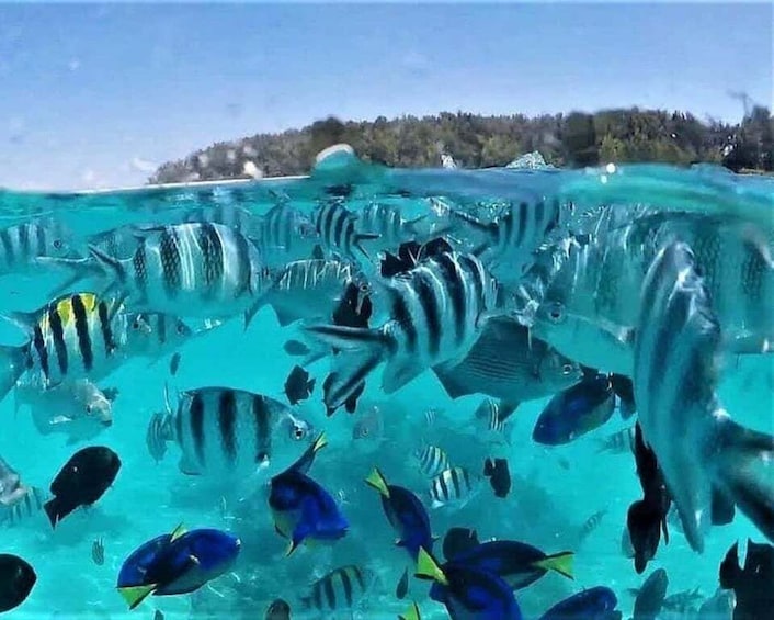 Picture 4 for Activity Zanzibar: Blue Lagoon, Starfish, Snorkelling & Boat Ride 5