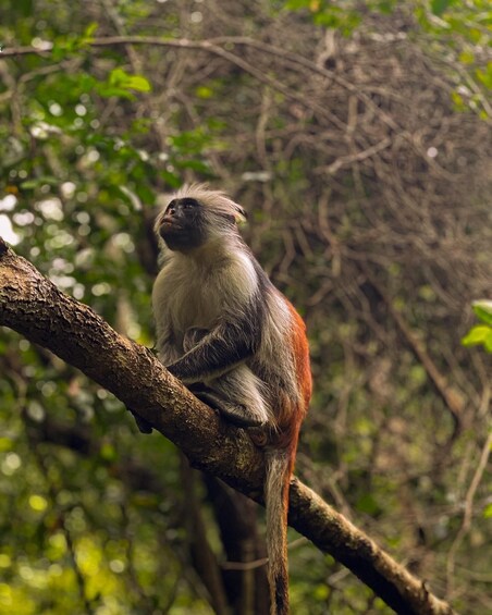 A monkey perched on a tree branch in a forest. 2