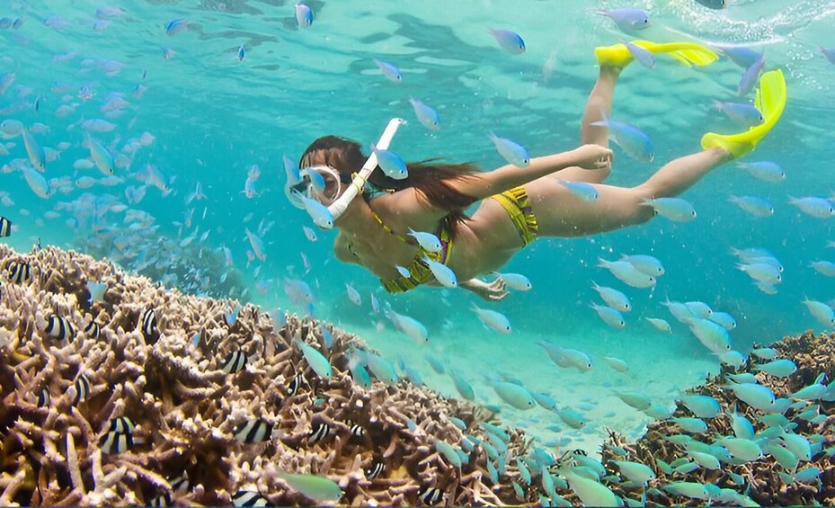 A person snorkeling with yellow flippers and a snorkel mask, surrounded by a coral reef and schools of fish. 1