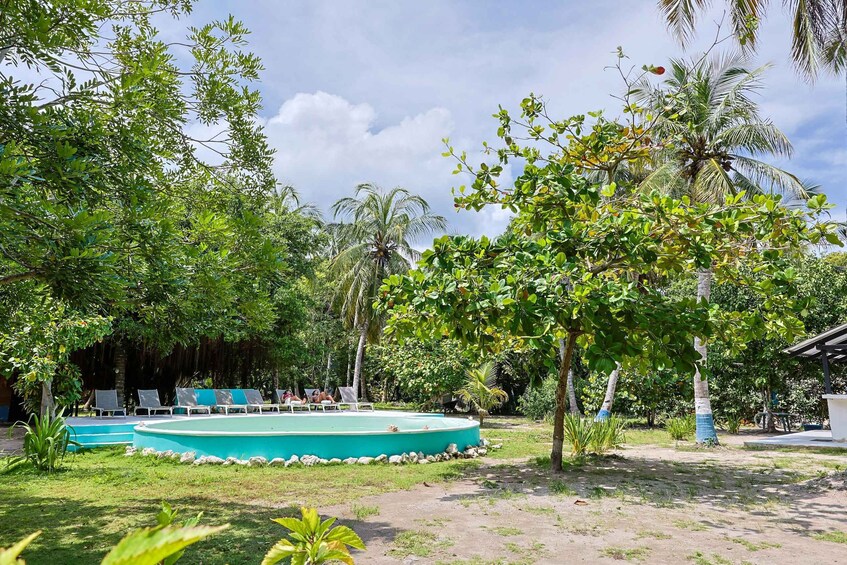 A pool surrounded by lush greenery and palm trees. 4