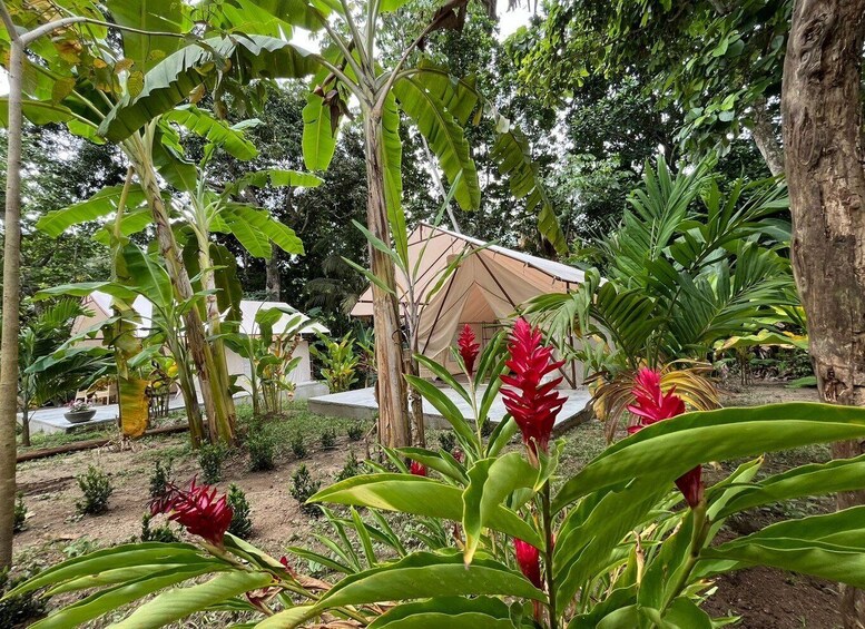 A tropical garden with a tent, banana trees, and red flowers. 5