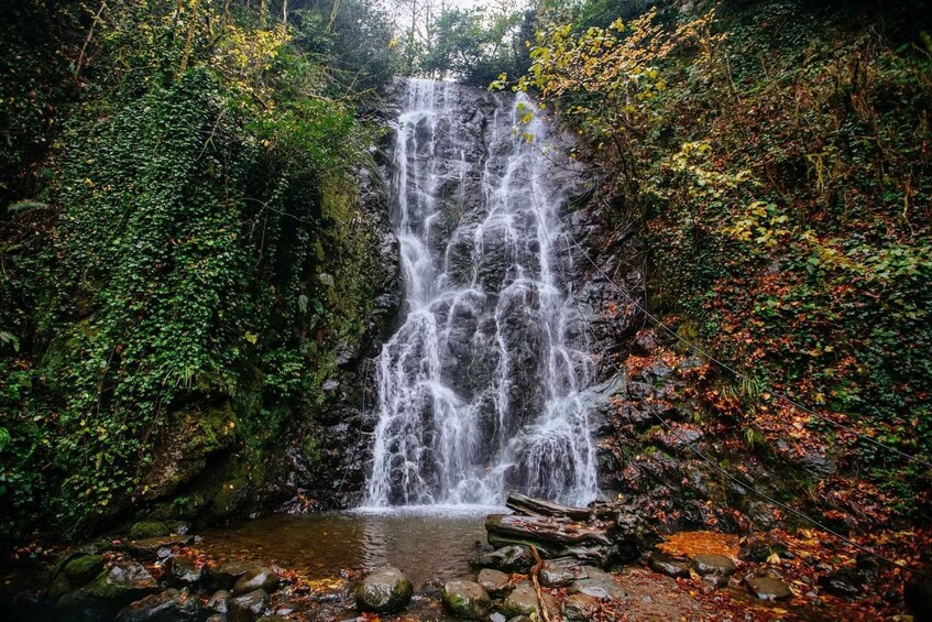 A waterfall cascading down a rocky cliff surrounded by dense foliage. 1