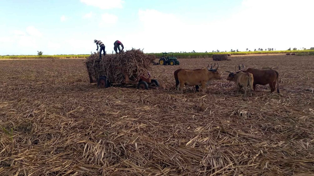 A rural landscape with a tractor, two cows, and two people handling a pile of cut stalks. 4